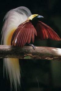 <img200*0:stuff/z/65185/[The%2520Mad%2520Hatter]%2527s%2520Photography/birdofparadise1.jpg>